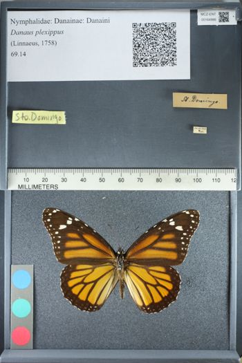Media type: image;   Entomology 164986